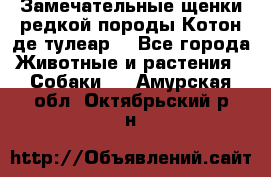 Замечательные щенки редкой породы Котон де тулеар  - Все города Животные и растения » Собаки   . Амурская обл.,Октябрьский р-н